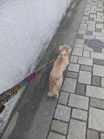 ダックスフントミニチュアトリミング都内フントヒュッテ駒込犬の歯みがき画像文京区歯垢歯石除去歯磨きゼオライトデンタルケア犬温泉東京_197.jpg