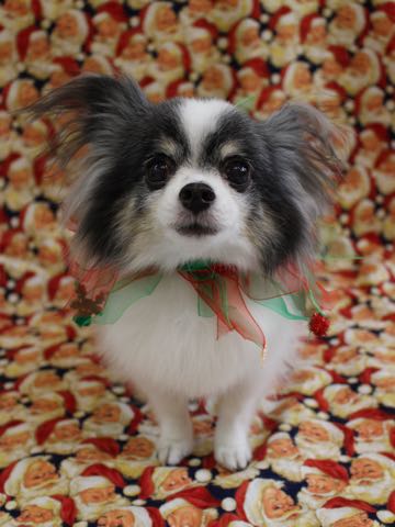 チワワトリミング文京区フントヒュッテ駒込犬歯垢歯石除去犬歯磨きゼオライトデンタルケア東京チワワ温泉画像チワワトリミング料金_85.jpg