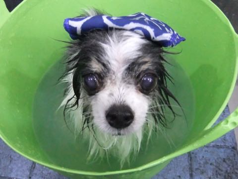 チワワトリミング文京区フントヒュッテ駒込犬歯垢歯石除去犬歯磨きゼオライトデンタルケア東京チワワ温泉画像チワワトリミング料金_99.jpg