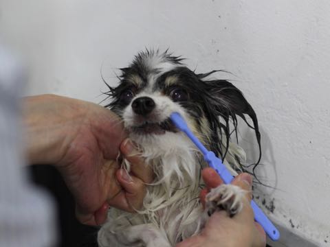 チワワトリミング文京区フントヒュッテ駒込犬歯垢歯石除去犬歯磨きゼオライトデンタルケア東京チワワ温泉画像チワワトリミング料金_104.jpg