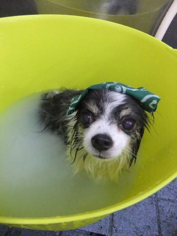チワワトリミング文京区フントヒュッテ駒込犬歯垢歯石除去犬歯磨きゼオライトデンタルケア東京チワワ温泉画像チワワトリミング料金_105.jpg
