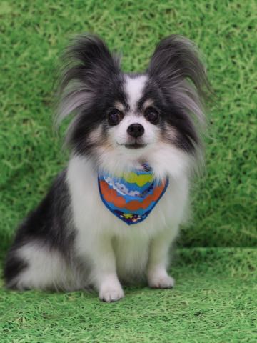 チワワトリミング文京区フントヒュッテ駒込犬歯垢歯石除去犬歯磨きゼオライトデンタルケア東京チワワ温泉画像チワワトリミング料金_106.jpg