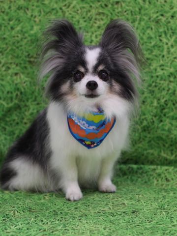 チワワトリミング文京区フントヒュッテ駒込犬歯垢歯石除去犬歯磨きゼオライトデンタルケア東京チワワ温泉画像チワワトリミング料金_107.jpg