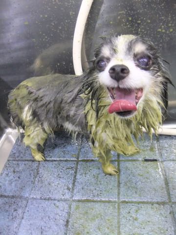 チワワトリミング文京区フントヒュッテ駒込犬歯垢歯石除去犬歯磨きゼオライトデンタルケア東京チワワ温泉画像チワワトリミング料金_109.jpg