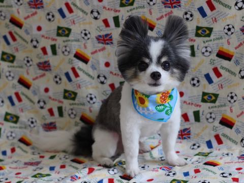 チワワトリミング文京区フントヒュッテ駒込犬歯垢歯石除去犬歯磨きゼオライトデンタルケア東京チワワ温泉画像チワワトリミング料金_110.jpg