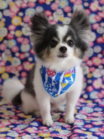 チワワトリミング文京区フントヒュッテ駒込犬歯垢歯石除去犬歯磨きゼオライトデンタルケア東京チワワ温泉画像チワワトリミング料金_111.jpg