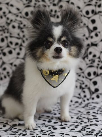 チワワトリミング文京区フントヒュッテ駒込犬歯垢歯石除去犬歯磨きゼオライトデンタルケア東京チワワ温泉画像チワワトリミング料金_112.jpg