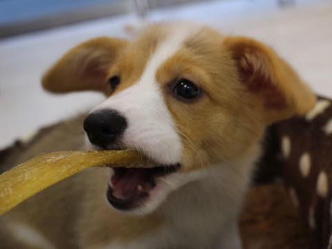 ウェルシュ・コーギー・ペンブロークこいぬ情報フントヒュッテウェルシュコーギーペンブローク子犬画像コーギーしっぽ付き尻尾付きしっぽつき断尾していないコーギー出産情報性格子犬の社会化コーギー家族募集中 Welsh Corgi Pembroke _ 682.jpg