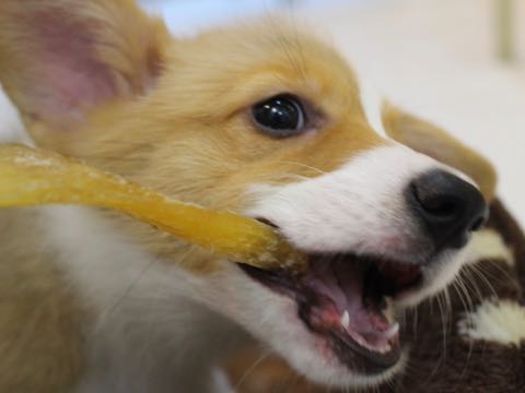 ウェルシュ・コーギー・ペンブロークこいぬ情報フントヒュッテウェルシュコーギーペンブローク子犬画像コーギーしっぽ付き尻尾付きしっぽつき断尾していないコーギー出産情報性格子犬の社会化コーギー家族募集中 Welsh Corgi Pembroke _ 683.jpg
