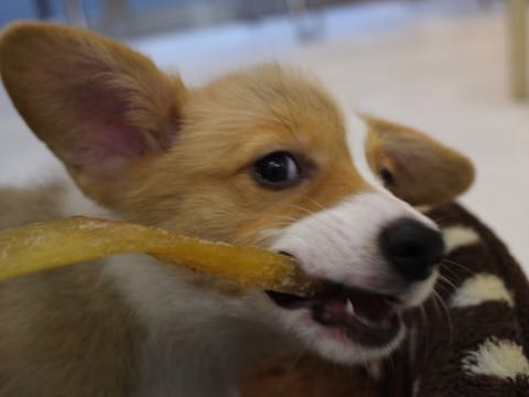 ウェルシュ・コーギー・ペンブロークこいぬ情報フントヒュッテウェルシュコーギーペンブローク子犬画像コーギーしっぽ付き尻尾付きしっぽつき断尾していないコーギー出産情報性格子犬の社会化コーギー家族募集中 Welsh Corgi Pembroke _ 684.jpg