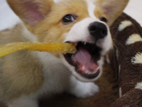 ウェルシュ・コーギー・ペンブロークこいぬ情報フントヒュッテウェルシュコーギーペンブローク子犬画像コーギーしっぽ付き尻尾付きしっぽつき断尾していないコーギー出産情報性格子犬の社会化コーギー家族募集中 Welsh Corgi Pembroke _ 685.jpg