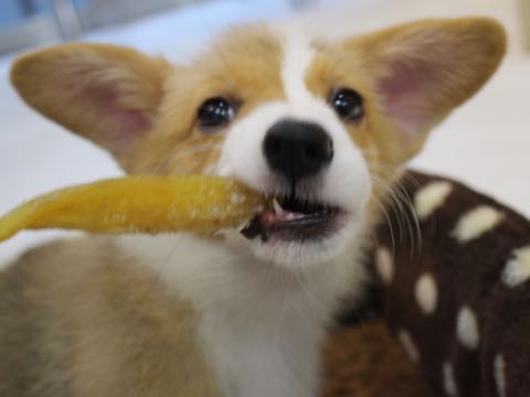 ウェルシュ・コーギー・ペンブロークこいぬ情報フントヒュッテウェルシュコーギーペンブローク子犬画像コーギーしっぽ付き尻尾付きしっぽつき断尾していないコーギー出産情報性格子犬の社会化コーギー家族募集中 Welsh Corgi Pembroke _ 687.jpg