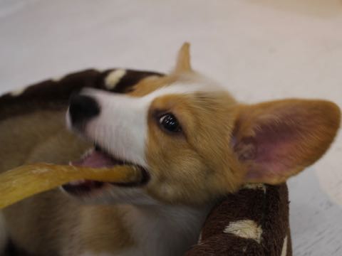 ウェルシュ・コーギー・ペンブロークこいぬ情報フントヒュッテウェルシュコーギーペンブローク子犬画像コーギーしっぽ付き尻尾付きしっぽつき断尾していないコーギー出産情報性格子犬の社会化コーギー家族募集中 Welsh Corgi Pembroke _ 689.jpg