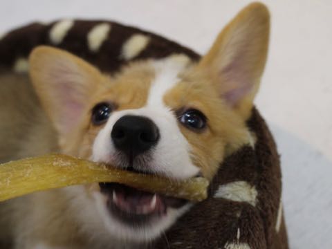 ウェルシュ・コーギー・ペンブロークこいぬ情報フントヒュッテウェルシュコーギーペンブローク子犬画像コーギーしっぽ付き尻尾付きしっぽつき断尾していないコーギー出産情報性格子犬の社会化コーギー家族募集中 Welsh Corgi Pembroke _ 690.jpg