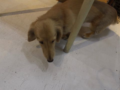 ダックスフントミニチュアトリミング都内フントヒュッテ駒込犬の歯みがき画像文京区歯垢歯石除去歯磨きゼオライトデンタルケア犬温泉東京_213.jpg