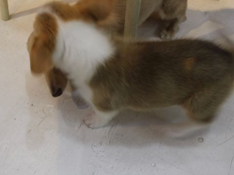 ダックスフントミニチュアトリミング都内フントヒュッテ駒込犬の歯みがき画像文京区歯垢歯石除去歯磨きゼオライトデンタルケア犬温泉東京_214.jpg