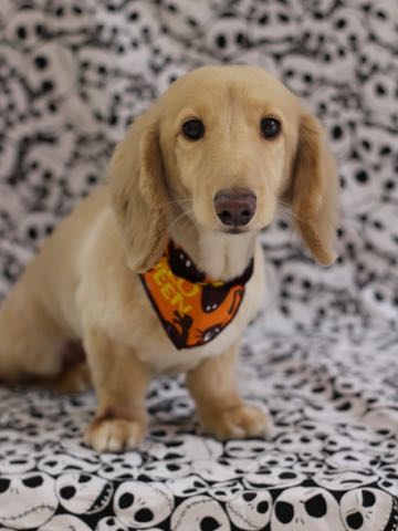 ダックスフントミニチュアトリミング都内フントヒュッテ駒込犬の歯みがき画像文京区歯垢歯石除去歯磨きゼオライトデンタルケア犬温泉東京_216.jpg
