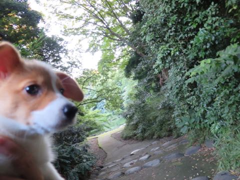 ウェルシュ・コーギー・ペンブロークこいぬ情報フントヒュッテウェルシュコーギーペンブローク子犬画像コーギーしっぽ付き尻尾付きしっぽつき断尾していないコーギー出産情報性格子犬の社会化コーギー家族募集中 Welsh Corgi Pembroke _ 717.jpg