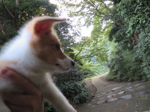 ウェルシュ・コーギー・ペンブロークこいぬ情報フントヒュッテウェルシュコーギーペンブローク子犬画像コーギーしっぽ付き尻尾付きしっぽつき断尾していないコーギー出産情報性格子犬の社会化コーギー家族募集中 Welsh Corgi Pembroke _ 718.jpg