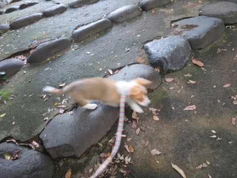 ウェルシュ・コーギー・ペンブロークこいぬ情報フントヒュッテウェルシュコーギーペンブローク子犬画像コーギーしっぽ付き尻尾付きしっぽつき断尾していないコーギー出産情報性格子犬の社会化コーギー家族募集中 Welsh Corgi Pembroke _ 721.jpg