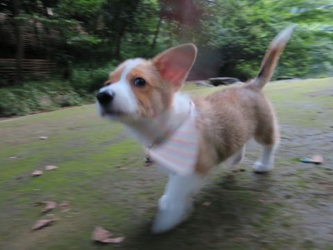 ウェルシュ・コーギー・ペンブロークこいぬ情報フントヒュッテウェルシュコーギーペンブローク子犬画像コーギーしっぽ付き尻尾付きしっぽつき断尾していないコーギー出産情報性格子犬の社会化コーギー家族募集中 Welsh Corgi Pembroke _ 723.jpg