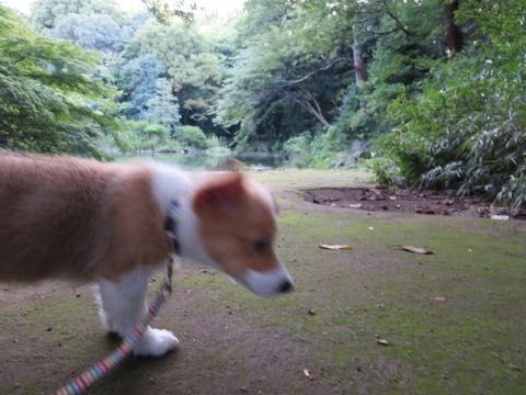 ウェルシュ・コーギー・ペンブロークこいぬ情報フントヒュッテウェルシュコーギーペンブローク子犬画像コーギーしっぽ付き尻尾付きしっぽつき断尾していないコーギー出産情報性格子犬の社会化コーギー家族募集中 Welsh Corgi Pembroke _ 724.jpg