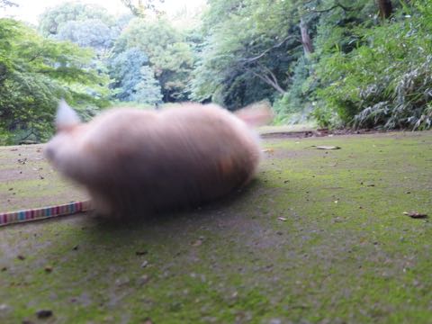ウェルシュ・コーギー・ペンブロークこいぬ情報フントヒュッテウェルシュコーギーペンブローク子犬画像コーギーしっぽ付き尻尾付きしっぽつき断尾していないコーギー出産情報性格子犬の社会化コーギー家族募集中 Welsh Corgi Pembroke _ 725.jpg