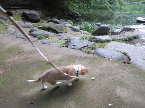 ウェルシュ・コーギー・ペンブロークこいぬ情報フントヒュッテウェルシュコーギーペンブローク子犬画像コーギーしっぽ付き尻尾付きしっぽつき断尾していないコーギー出産情報性格子犬の社会化コーギー家族募集中 Welsh Corgi Pembroke _ 727.jpg