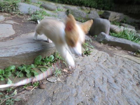 ウェルシュ・コーギー・ペンブロークこいぬ情報フントヒュッテウェルシュコーギーペンブローク子犬画像コーギーしっぽ付き尻尾付きしっぽつき断尾していないコーギー出産情報性格子犬の社会化コーギー家族募集中 Welsh Corgi Pembroke _ 729.jpg