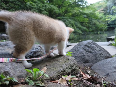 ウェルシュ・コーギー・ペンブロークこいぬ情報フントヒュッテウェルシュコーギーペンブローク子犬画像コーギーしっぽ付き尻尾付きしっぽつき断尾していないコーギー出産情報性格子犬の社会化コーギー家族募集中 Welsh Corgi Pembroke _ 730.jpg