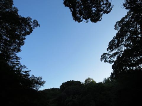 ウェルシュ・コーギー・ペンブロークこいぬ情報フントヒュッテウェルシュコーギーペンブローク子犬画像コーギーしっぽ付き尻尾付きしっぽつき断尾していないコーギー出産情報性格子犬の社会化コーギー家族募集中 Welsh Corgi Pembroke _ 731.jpg