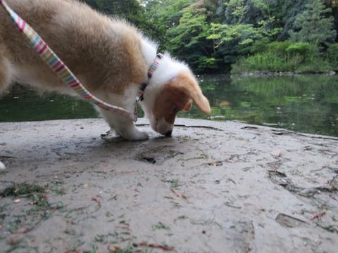 ウェルシュ・コーギー・ペンブロークこいぬ情報フントヒュッテウェルシュコーギーペンブローク子犬画像コーギーしっぽ付き尻尾付きしっぽつき断尾していないコーギー出産情報性格子犬の社会化コーギー家族募集中 Welsh Corgi Pembroke _ 733.jpg