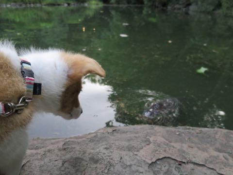 ウェルシュ・コーギー・ペンブロークこいぬ情報フントヒュッテウェルシュコーギーペンブローク子犬画像コーギーしっぽ付き尻尾付きしっぽつき断尾していないコーギー出産情報性格子犬の社会化コーギー家族募集中 Welsh Corgi Pembroke _ 737.jpg