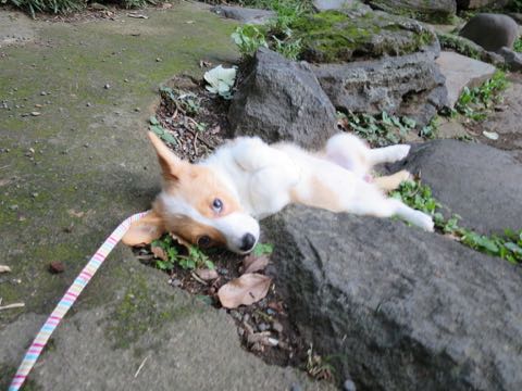 ウェルシュ・コーギー・ペンブロークこいぬ情報フントヒュッテウェルシュコーギーペンブローク子犬画像コーギーしっぽ付き尻尾付きしっぽつき断尾していないコーギー出産情報性格子犬の社会化コーギー家族募集中 Welsh Corgi Pembroke _ 739.jpg