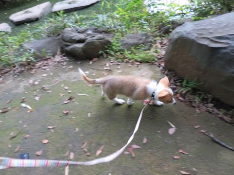 ウェルシュ・コーギー・ペンブロークこいぬ情報フントヒュッテウェルシュコーギーペンブローク子犬画像コーギーしっぽ付き尻尾付きしっぽつき断尾していないコーギー出産情報性格子犬の社会化コーギー家族募集中 Welsh Corgi Pembroke _ 740.jpg