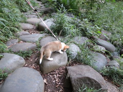 ウェルシュ・コーギー・ペンブロークこいぬ情報フントヒュッテウェルシュコーギーペンブローク子犬画像コーギーしっぽ付き尻尾付きしっぽつき断尾していないコーギー出産情報性格子犬の社会化コーギー家族募集中 Welsh Corgi Pembroke _ 741.jpg