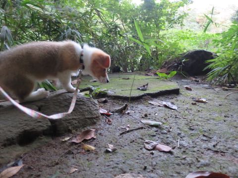 ウェルシュ・コーギー・ペンブロークこいぬ情報フントヒュッテウェルシュコーギーペンブローク子犬画像コーギーしっぽ付き尻尾付きしっぽつき断尾していないコーギー出産情報性格子犬の社会化コーギー家族募集中 Welsh Corgi Pembroke _ 744.jpg