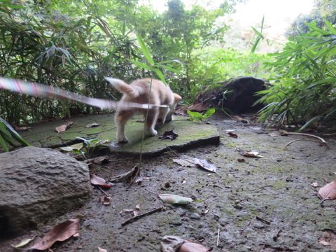 ウェルシュ・コーギー・ペンブロークこいぬ情報フントヒュッテウェルシュコーギーペンブローク子犬画像コーギーしっぽ付き尻尾付きしっぽつき断尾していないコーギー出産情報性格子犬の社会化コーギー家族募集中 Welsh Corgi Pembroke _ 745.jpg