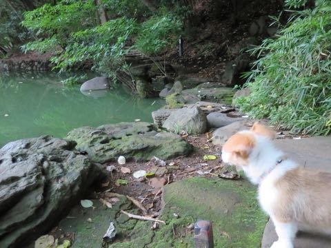 ウェルシュ・コーギー・ペンブロークこいぬ情報フントヒュッテウェルシュコーギーペンブローク子犬画像コーギーしっぽ付き尻尾付きしっぽつき断尾していないコーギー出産情報性格子犬の社会化コーギー家族募集中 Welsh Corgi Pembroke _ 750.jpg