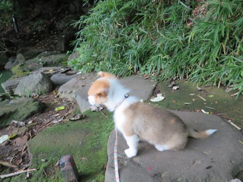 ウェルシュ・コーギー・ペンブロークこいぬ情報フントヒュッテウェルシュコーギーペンブローク子犬画像コーギーしっぽ付き尻尾付きしっぽつき断尾していないコーギー出産情報性格子犬の社会化コーギー家族募集中 Welsh Corgi Pembroke _ 752.jpg