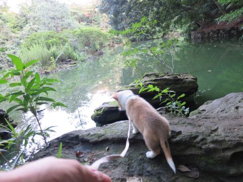 ウェルシュ・コーギー・ペンブロークこいぬ情報フントヒュッテウェルシュコーギーペンブローク子犬画像コーギーしっぽ付き尻尾付きしっぽつき断尾していないコーギー出産情報性格子犬の社会化コーギー家族募集中 Welsh Corgi Pembroke _ 753.jpg