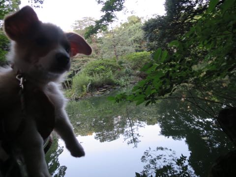ウェルシュ・コーギー・ペンブロークこいぬ情報フントヒュッテウェルシュコーギーペンブローク子犬画像コーギーしっぽ付き尻尾付きしっぽつき断尾していないコーギー出産情報性格子犬の社会化コーギー家族募集中 Welsh Corgi Pembroke _ 754.jpg