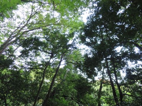 ウェルシュ・コーギー・ペンブロークこいぬ情報フントヒュッテウェルシュコーギーペンブローク子犬画像コーギーしっぽ付き尻尾付きしっぽつき断尾していないコーギー出産情報性格子犬の社会化コーギー家族募集中 Welsh Corgi Pembroke _ 759.jpg