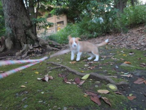 ウェルシュ・コーギー・ペンブロークこいぬ情報フントヒュッテウェルシュコーギーペンブローク子犬画像コーギーしっぽ付き尻尾付きしっぽつき断尾していないコーギー出産情報性格子犬の社会化コーギー家族募集中 Welsh Corgi Pembroke _ 763.jpg
