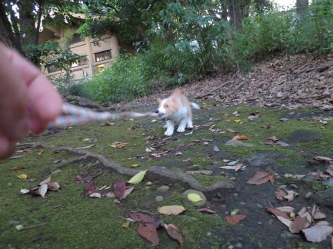 ウェルシュ・コーギー・ペンブロークこいぬ情報フントヒュッテウェルシュコーギーペンブローク子犬画像コーギーしっぽ付き尻尾付きしっぽつき断尾していないコーギー出産情報性格子犬の社会化コーギー家族募集中 Welsh Corgi Pembroke _ 764.jpg
