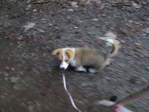 ウェルシュ・コーギー・ペンブロークこいぬ情報フントヒュッテウェルシュコーギーペンブローク子犬画像コーギーしっぽ付き尻尾付きしっぽつき断尾していないコーギー出産情報性格子犬の社会化コーギー家族募集中 Welsh Corgi Pembroke _ 767.jpg