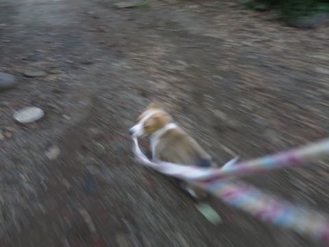 ウェルシュ・コーギー・ペンブロークこいぬ情報フントヒュッテウェルシュコーギーペンブローク子犬画像コーギーしっぽ付き尻尾付きしっぽつき断尾していないコーギー出産情報性格子犬の社会化コーギー家族募集中 Welsh Corgi Pembroke _ 768.jpg