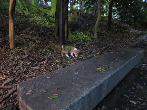 ウェルシュ・コーギー・ペンブロークこいぬ情報フントヒュッテウェルシュコーギーペンブローク子犬画像コーギーしっぽ付き尻尾付きしっぽつき断尾していないコーギー出産情報性格子犬の社会化コーギー家族募集中 Welsh Corgi Pembroke _ 775.jpg