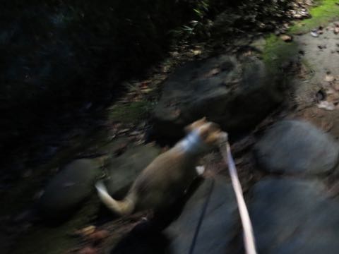 ウェルシュ・コーギー・ペンブロークこいぬ情報フントヒュッテウェルシュコーギーペンブローク子犬画像コーギーしっぽ付き尻尾付きしっぽつき断尾していないコーギー出産情報性格子犬の社会化コーギー家族募集中 Welsh Corgi Pembroke _ 780.jpg