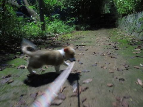 ウェルシュ・コーギー・ペンブロークこいぬ情報フントヒュッテウェルシュコーギーペンブローク子犬画像コーギーしっぽ付き尻尾付きしっぽつき断尾していないコーギー出産情報性格子犬の社会化コーギー家族募集中 Welsh Corgi Pembroke _ 781.jpg